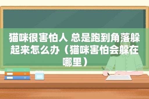 猫咪很害怕人 总是跑到角落躲起来怎么办（猫咪害怕会躲在哪里）