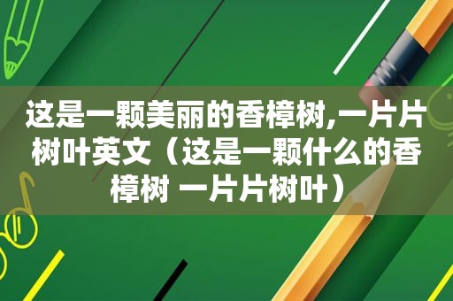 这是一颗美丽的香樟树,一片片树叶英文（这是一颗什么的香樟树 一片片树叶）