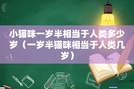 小猫咪一岁半相当于人类多少岁（一岁半猫咪相当于人类几岁）