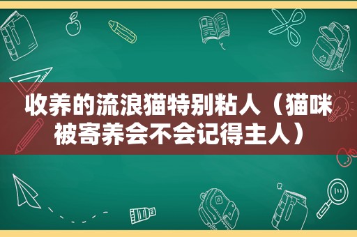 收养的流浪猫特别粘人（猫咪被寄养会不会记得主人）