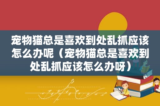 宠物猫总是喜欢到处乱抓应该怎么办呢（宠物猫总是喜欢到处乱抓应该怎么办呀）