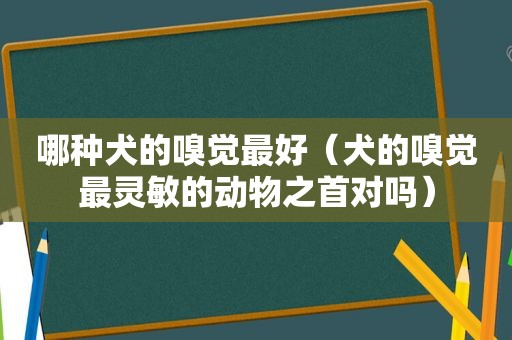 哪种犬的嗅觉最好（犬的嗅觉最灵敏的动物之首对吗）