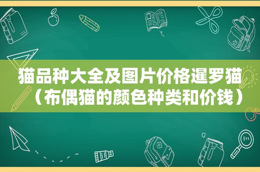 猫品种大全及图片价格暹罗猫（布偶猫的颜色种类和价钱）