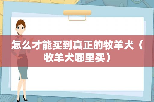 怎么才能买到真正的牧羊犬（牧羊犬哪里买）