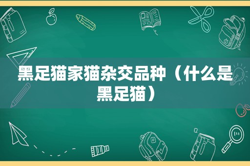 黑足猫家猫杂交品种（什么是黑足猫）