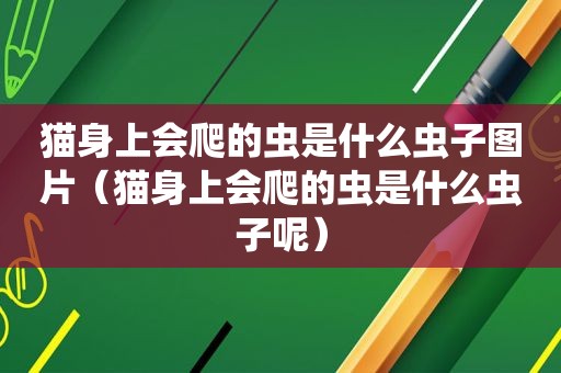 猫身上会爬的虫是什么虫子图片（猫身上会爬的虫是什么虫子呢）