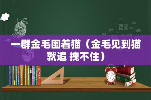 一群金毛围着猫（金毛见到猫就追 拽不住）