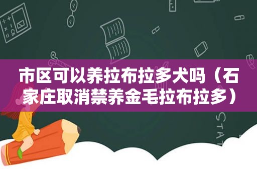 市区可以养拉布拉多犬吗（石家庄取消禁养金毛拉布拉多）