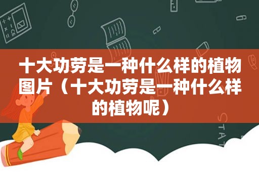 十大功劳是一种什么样的植物图片（十大功劳是一种什么样的植物呢）