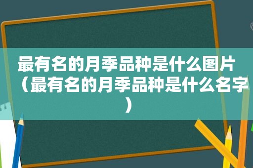 最有名的月季品种是什么图片（最有名的月季品种是什么名字）