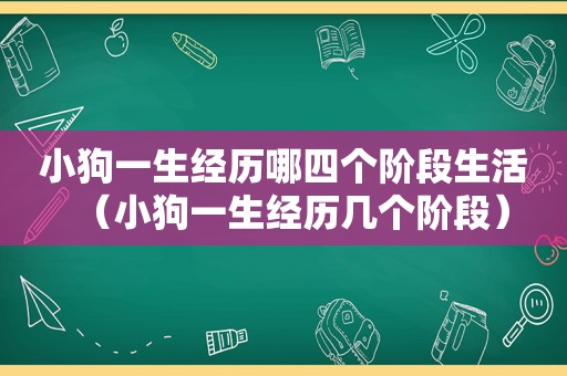 小狗一生经历哪四个阶段生活（小狗一生经历几个阶段）