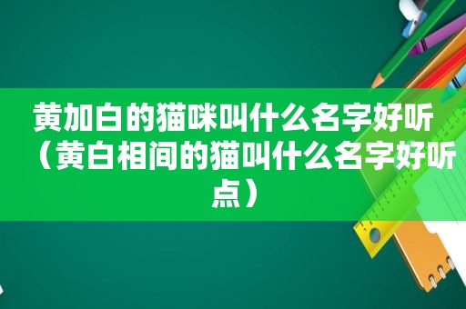 黄加白的猫咪叫什么名字好听（黄白相间的猫叫什么名字好听点）