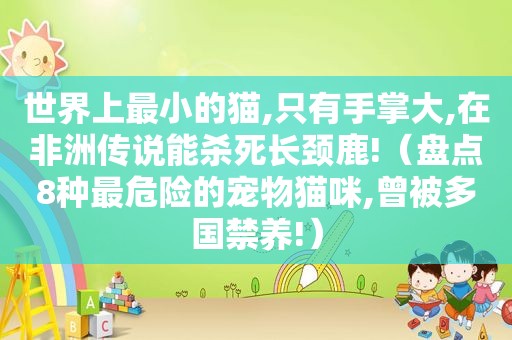 世界上最小的猫,只有手掌大,在非洲传说能杀死长颈鹿!（盘点8种最危险的宠物猫咪,曾被多国禁养!）