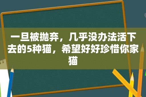 一旦被抛弃，几乎没办法活下去的5种猫，希望好好珍惜你家猫