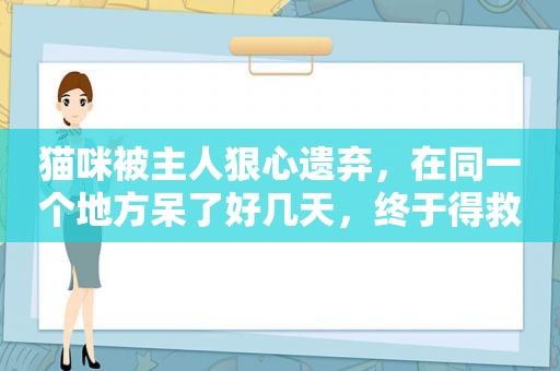 猫咪被主人狠心遗弃，在同一个地方呆了好几天，终于得救