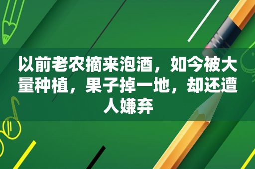 以前老农摘来泡酒，如今被大量种植，果子掉一地，却还遭人嫌弃