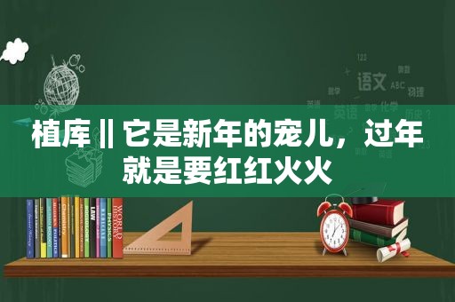 植库‖它是新年的宠儿，过年就是要红红火火