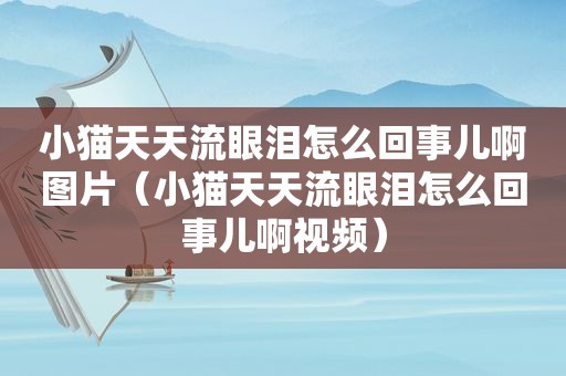 小猫天天流眼泪怎么回事儿啊图片（小猫天天流眼泪怎么回事儿啊视频）