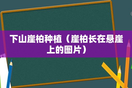 下山崖柏种植（崖柏长在悬崖上的图片）