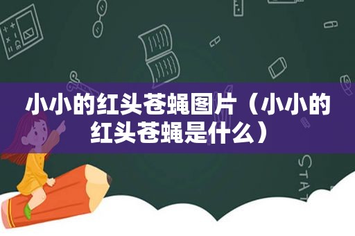 小小的红头苍蝇图片（小小的红头苍蝇是什么）