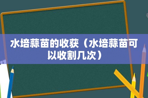 水培蒜苗的收获（水培蒜苗可以收割几次）