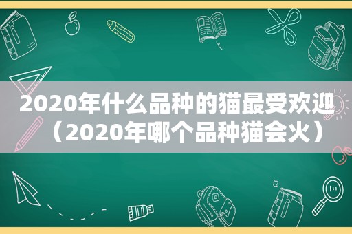 2020年什么品种的猫最受欢迎（2020年哪个品种猫会火）