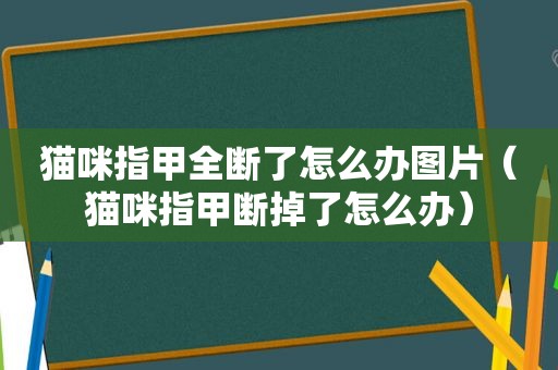 猫咪指甲全断了怎么办图片（猫咪指甲断掉了怎么办）