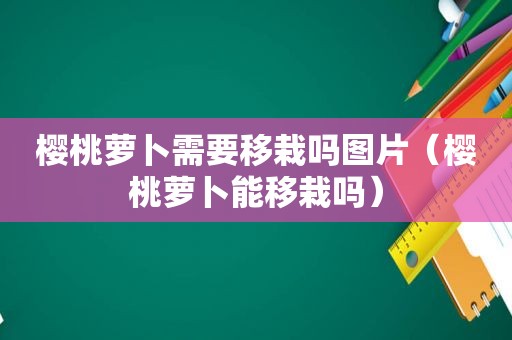 樱桃萝卜需要移栽吗图片（樱桃萝卜能移栽吗）