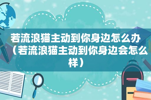 若流浪猫主动到你身边怎么办（若流浪猫主动到你身边会怎么样）