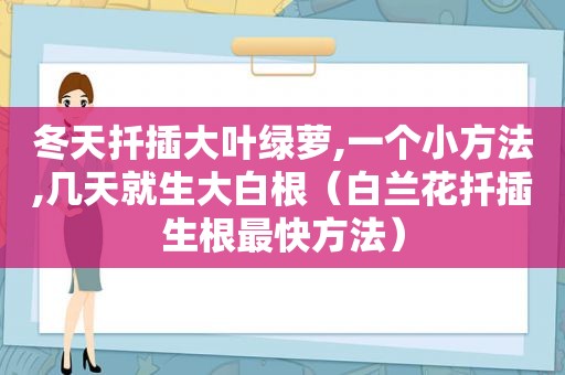 冬天扦插大叶绿萝,一个小方法,几天就生大白根（白兰花扦插生根最快方法）