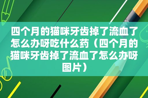 四个月的猫咪牙齿掉了流血了怎么办呀吃什么药（四个月的猫咪牙齿掉了流血了怎么办呀图片）