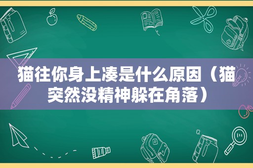 猫往你身上凑是什么原因（猫突然没精神躲在角落）