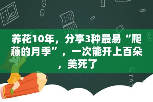 养花10年，分享3种最易“爬藤的月季”，一次能开上百朵，美死了