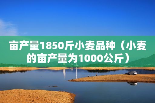 亩产量1850斤小麦品种（小麦的亩产量为1000公斤）