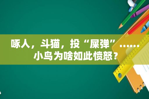 啄人，斗猫，投“屎弹”…… 小鸟为啥如此愤怒？