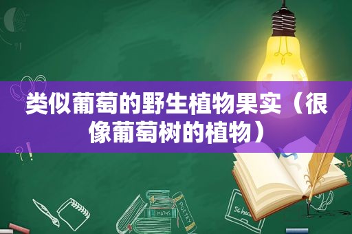 类似葡萄的野生植物果实（很像葡萄树的植物）