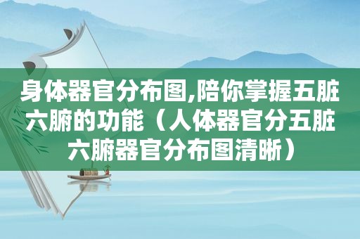 身体器官分布图,陪你掌握五脏六腑的功能（人体器官分五脏六腑器官分布图清晰）