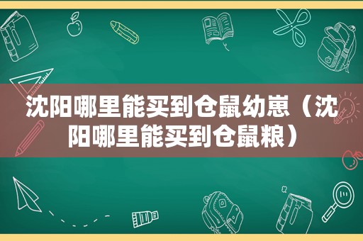 沈阳哪里能买到仓鼠幼崽（沈阳哪里能买到仓鼠粮）