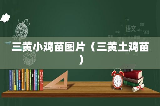 三黄小鸡苗图片（三黄土鸡苗）