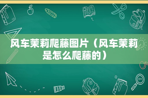 风车茉莉爬藤图片（风车茉莉是怎么爬藤的）