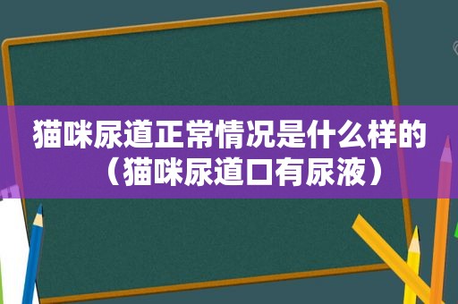 猫咪尿道正常情况是什么样的（猫咪尿道口有尿液）