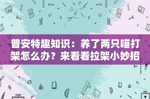 普安特趣知识：养了两只喵打架怎么办？来看看拉架小妙招