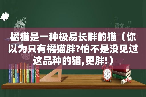 橘猫是一种极易长胖的猫（你以为只有橘猫胖?怕不是没见过这品种的猫,更胖!）