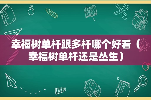 幸福树单杆跟多杆哪个好看（幸福树单杆还是丛生）