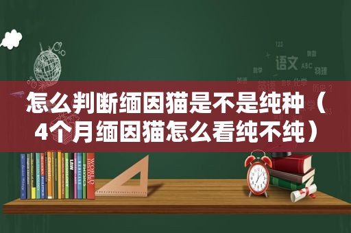 怎么判断缅因猫是不是纯种（4个月缅因猫怎么看纯不纯）