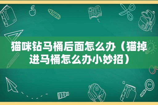 猫咪钻马桶后面怎么办（猫掉进马桶怎么办小妙招）