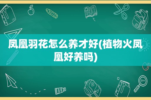 凤凰羽花怎么养才好(植物火凤凰好养吗)