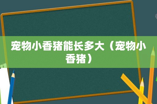 宠物小香猪能长多大（宠物小香猪）