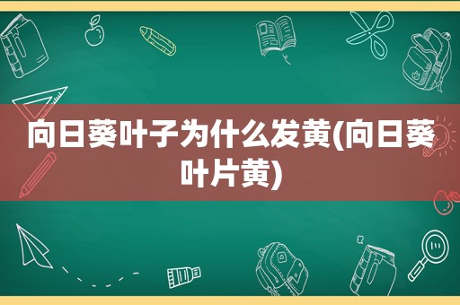 向日葵叶子为什么发黄(向日葵叶片黄)