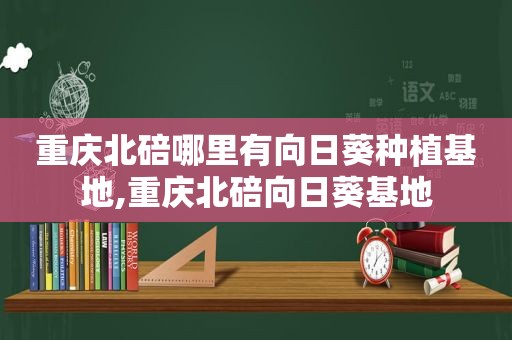 重庆北碚哪里有向日葵种植基地,重庆北碚向日葵基地